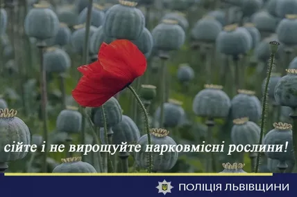 Нарковмісні рослини. Фото: Поліція Львівської області