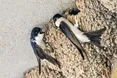 Як ластівки котів обдурили