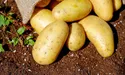 Вирощує десятки сортів картоплі
