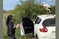 Своє житло бузьки передають молодим лелекам у спадок