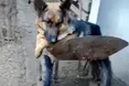 Вівчарка Фанта любить «шоферувати»…