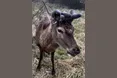 Травмований олень Борис бореться за своє життя уже наодинці. Якщо взагалі живе…