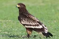 Чорних лелек і великих підорликів… комп‘ютеризують