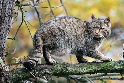 У «Сколівських Бескидах» привільно почуваються і лісові коти.