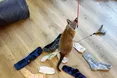Замість ловити мишей киця-клептоманка краде… шкарпетки