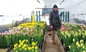 Барвисті улюбленці