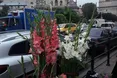 Гладіолуси, заввишки 1.80!