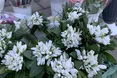 «Не боюся торгувати червонокнижними первоцвітами. Скільки їх маю»