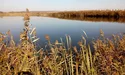 «Рибного браконьєра закрили у вольєр з двома собаками. Вийшов звідти синім»