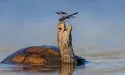 І черепахи вміють усміхатися…