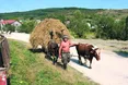 «Не було би бичків Юрка і Василька – не вижив би...»