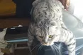 Кіт-переселенець хоче обняти весь світ
