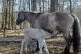 Дикі коні освоїлися серед людей