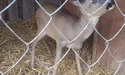 Взяли під опіку незрячого козлика