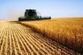 Старт жнив на Львівщині: аграрії вже зібрали перші 20 тисяч тонн озимого ячменю