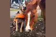 Не можуть жити одне без одного…