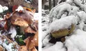 За вікном мінус 8°, а боровикам хоч би що!