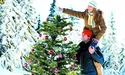 Пальма замість ялинки: незвично, зате дешевше