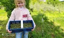 Варення і ліки пахнутимуть… хвоєю