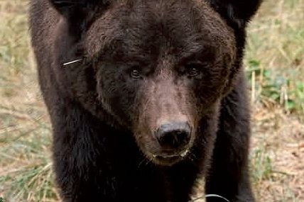 Крім горіхів, ведмедиця вподобала собі помідори&hellip;