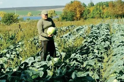 В Олега Галасуна нинішнього сезону добре вродила капуста. Скрін із відео Суспільне Волинь.