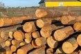 Масштабний екоцид під прикриттям посадовців: правоохоронці викрили десятки лісників, які знищили 13 тисяч дерев та завдали збитків на 248 мільйонів