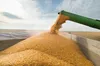 Україна призупиняє експорт зернових у Польщу