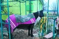 Через «вічне розлучення» хазяїв страждає… коняка