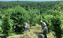 Сіно пізнє. Але смачне, духмяне, тому й поживне…