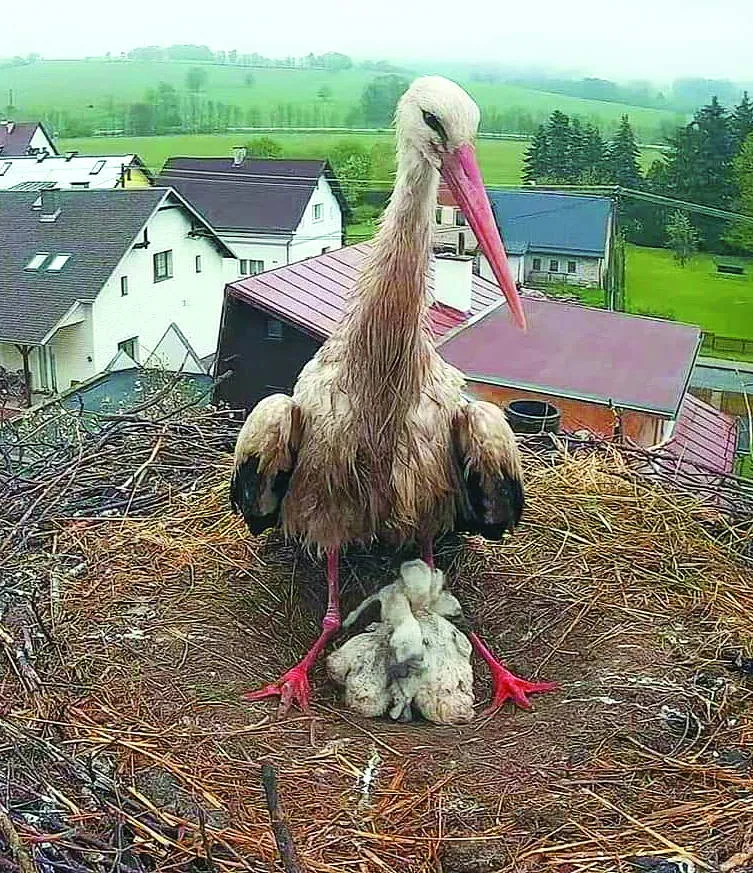 Без людей цим небогам не вижити...
