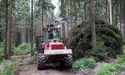 Боротьба за ліс: прозорі аукціони проти «чорних лісорубів»