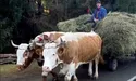 У горах дехто досі тримає волів, ясла їхні повні…