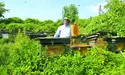 Бджоли не люблять яскравого одягу, алкоголю та парфумів