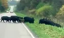 Із лісу через асфальтівку — на шпацер!