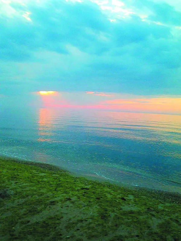 Чорне море «позеленіло» від водоростей.