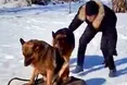 Вівчарки катаються на тракторі, велосипеді, санчатах
