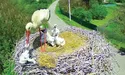 Драма у гніздах — лелеки викидають своїх пташенят. Що це: жорстокість чи вимушений природний відбір?