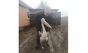 Наляканий бомбами пелікан втік у віддалене село
