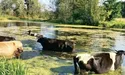 Коровам теж треба освіжитися…