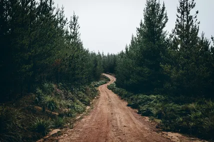 Фото ілюстративне із сайту Pexels