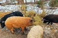 Кучерявим свиням холоди не страшні: ночують просто неба