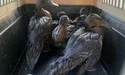 Львів’яни рятують качок від мазуту