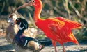 Заморських птахів годують рибним фаршем
