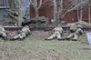 ЗСУ на навчанні у Великій Британії (ФОТО)