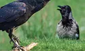 І ворони бувають рейдерами…