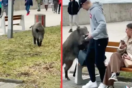 Візити кабанів до людей уже не рідкість.