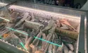 Скумбрія за 8 гривень: чи можна таку знайти на ринку у Львові?