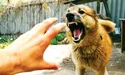 Загроза сказу залишається високою