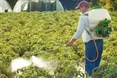 Захист картоплі і томатів від хвороб