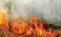 Спалювання трави — отрута для довкілля і здоров’я